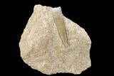 Fossil Plesiosaur (Zarafasaura) Tooth - Morocco #119662-1